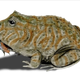 Image: Nobu Tamura/Wikimedia Commons